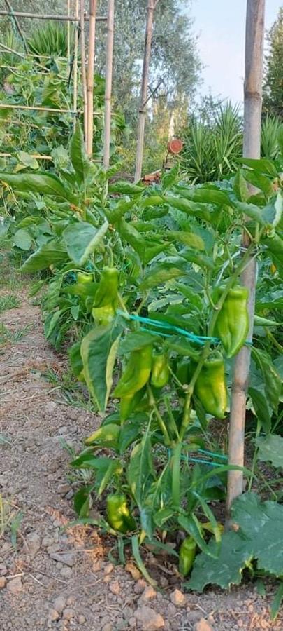 Diamond Farm Villa Kala Nera Ngoại thất bức ảnh