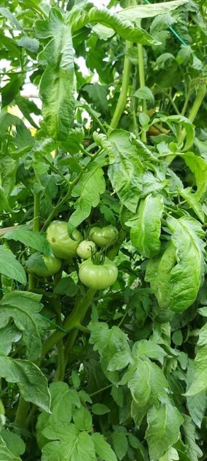 Diamond Farm Villa Kala Nera Ngoại thất bức ảnh