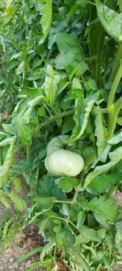 Diamond Farm Villa Kala Nera Ngoại thất bức ảnh