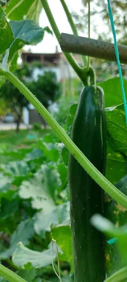 Diamond Farm Villa Kala Nera Ngoại thất bức ảnh
