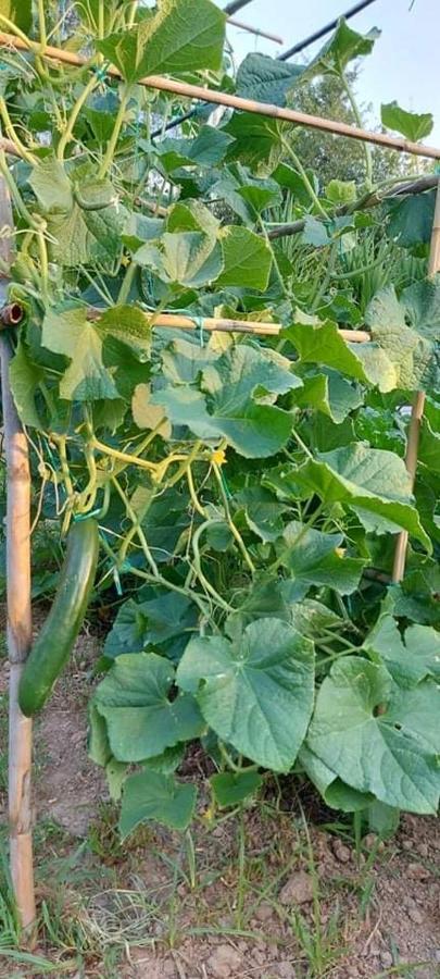 Diamond Farm Villa Kala Nera Ngoại thất bức ảnh